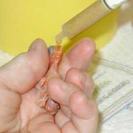 Illustration of How to Handfeed a Hatchling